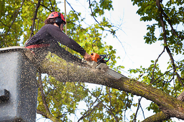 Tree Root Removal in Westwood, PA